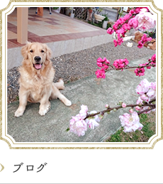 ブログ